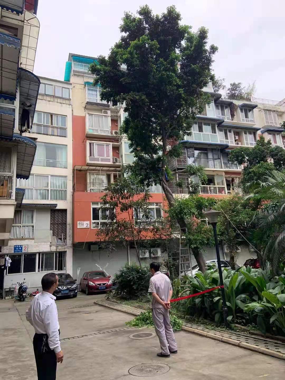 修理傾斜大樹(shù)，消除安全隱患